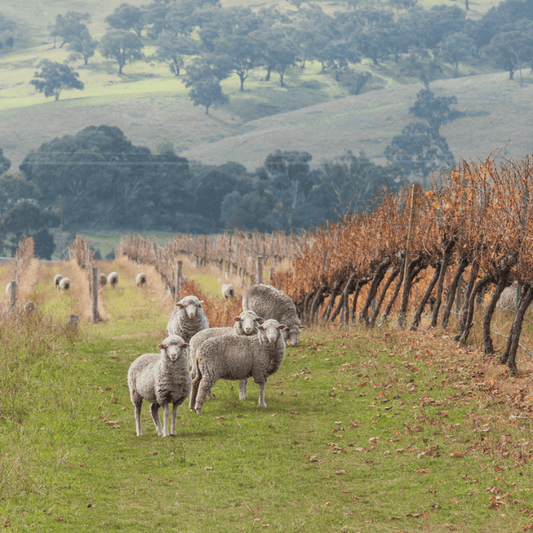 Sustainability at Ross Hill Wines: From Vine to Bottle, a Commitment to the Future