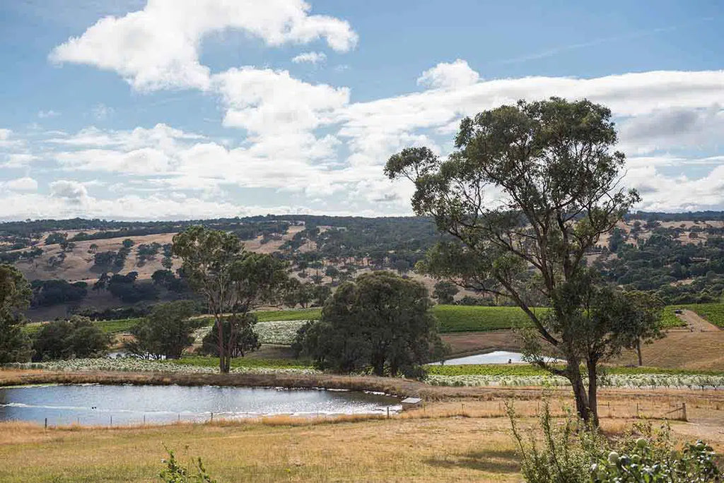 THE ORANGE WINE REGION